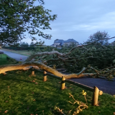 Insolite - Arbre tombé à Gellainville aux Platanes le 14 octobre 2019